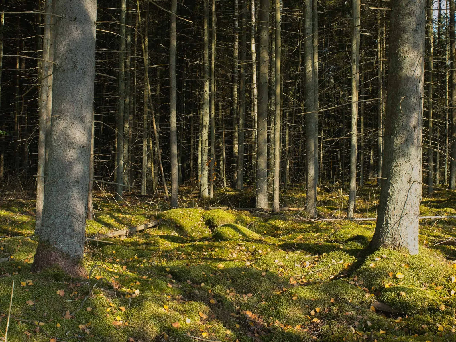 The Language of Trees